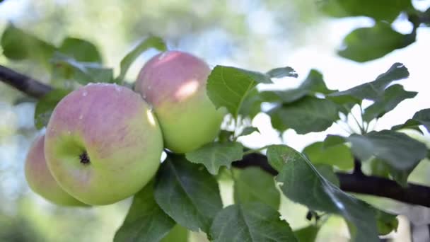 kypsät omenat puussa - Materiaali, video