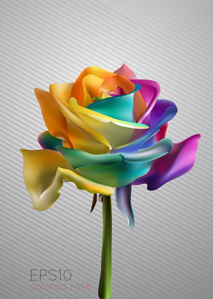 prachtige kleurrijke rose, vectorillustratie - Vector, afbeelding