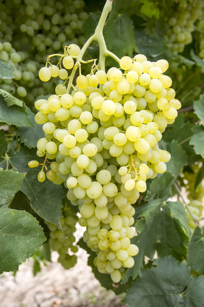 Viña de uvas (Turquía Izmir uvas viñedos agricultura
) - Foto, imagen