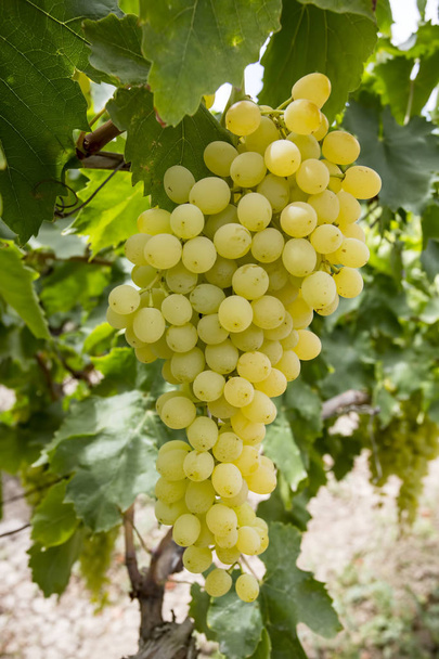 Grapes vineyard (Turkey Izmir grapes vineyards agriculture) - Photo, Image