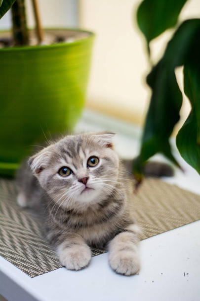kitten kat Schotse rechte, droeve pluizig, dier - Foto, afbeelding