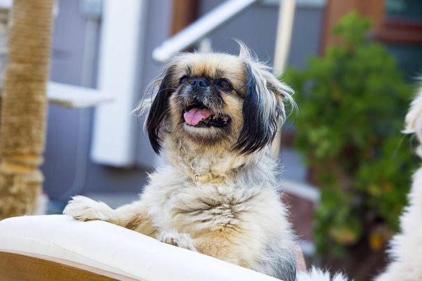 Animal de estimação; cão bonito no jardim
 - Foto, Imagem