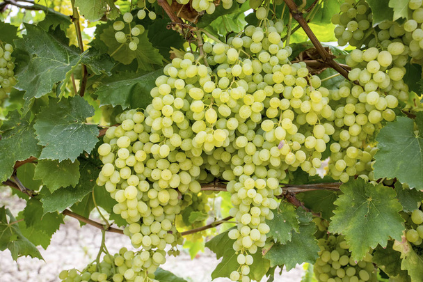Grapes vineyard (Turkey Izmir grapes vineyards agriculture) - Photo, Image
