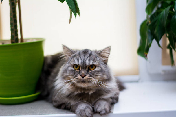 kotě kočka skotský rovný, zběsilého útoku nadýchané, zvíře - Fotografie, Obrázek