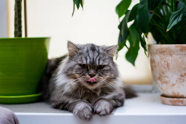kociak kot Koty syjamskie, zwisłouche Puszyste, zwierząt - Zdjęcie, obraz