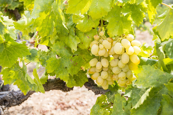 Viña de uvas (Turquía Izmir Buca viñedos de uvas
) - Foto, Imagen