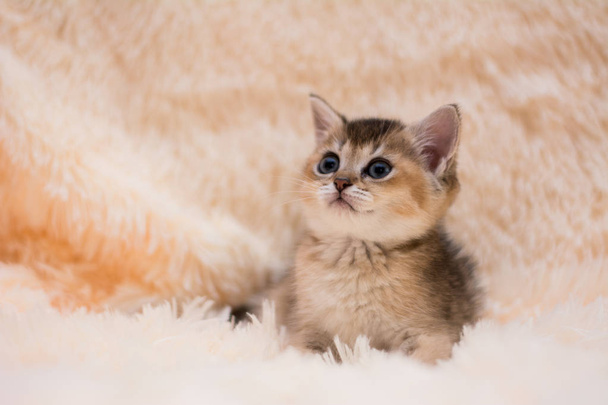 cica macska skót egyenes, brit bolyhos, állat - Fotó, kép
