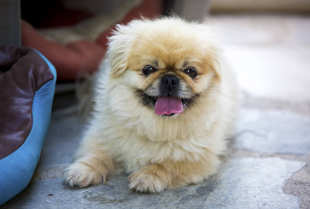 Κατοικίδιο ζώο? χαριτωμένος σκύλος στον κήπο - Φωτογραφία, εικόνα