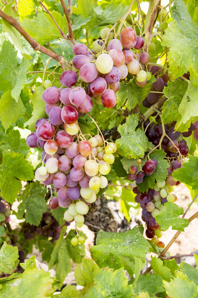 Szőlő dűlő (Törökország Izmir Buca szőlő szőlő) - Fotó, kép
