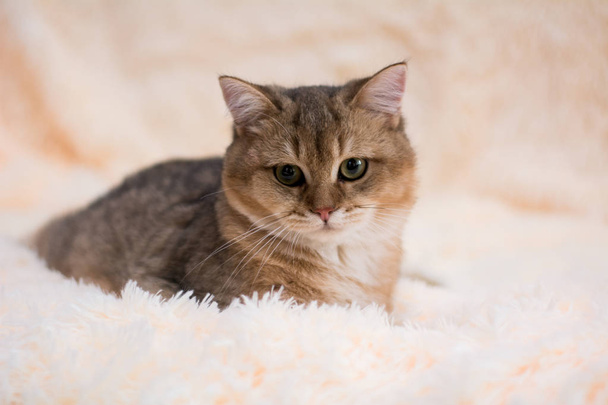 kitten kat Schotse rechte, droeve pluizig, dier - Foto, afbeelding