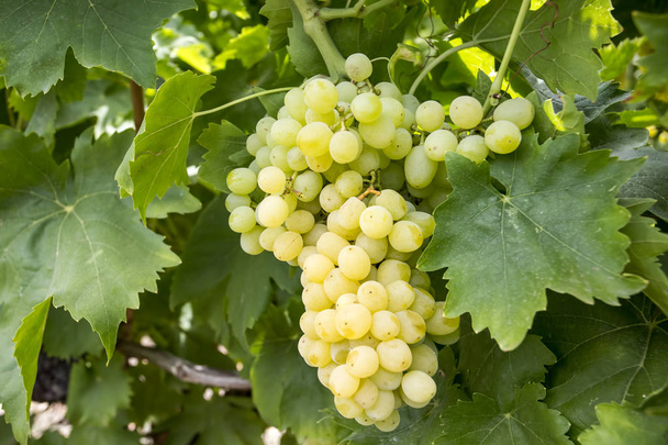 Виноград виноградник (Туреччина Ізмір виноград виноградників сільського господарства) - Фото, зображення