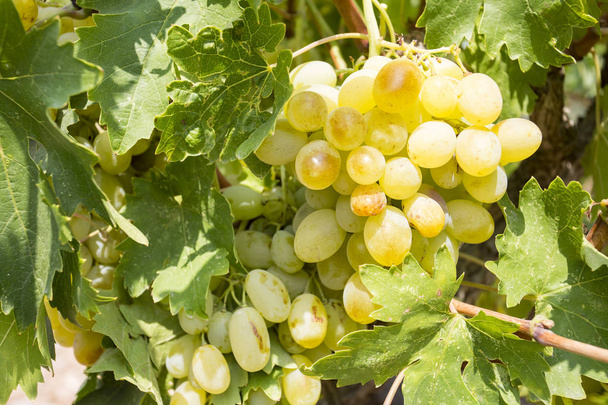 Viña de uvas (Turquía Izmir Buca viñedos de uvas
) - Foto, Imagen