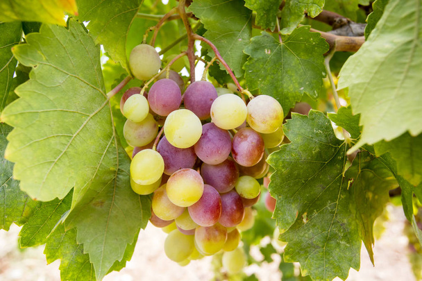 Виноград виноградник (Туреччина Ізмір Buca виноград виноградників) - Фото, зображення