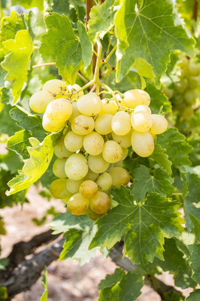 Viña de uvas (Turquía Izmir Buca viñedos de uvas
) - Foto, imagen