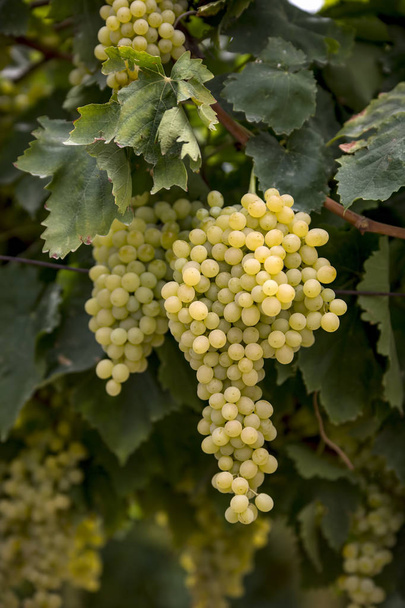 Szőlő dűlő (Izmir Törökország szőlő szőlő mezőgazdaság) - Fotó, kép