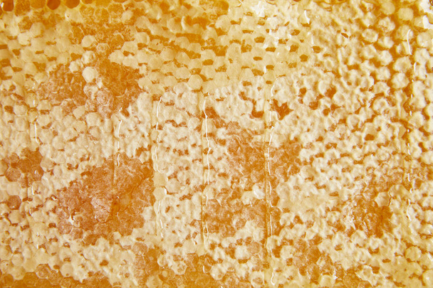 marco completo de cera de abeja dulce con miel como fondo
 - Foto, Imagen