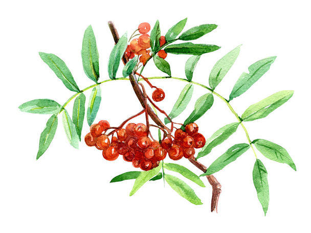 Branches of Rowan painted with watercolor. - Photo, Image