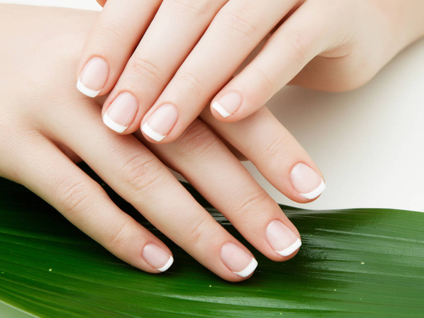 Beautiful delicate hands with manicure and green leaves, closeup isolated on white. Photo of a female hand at spa salon on manicure. Professional French manicure. - Photo, Image