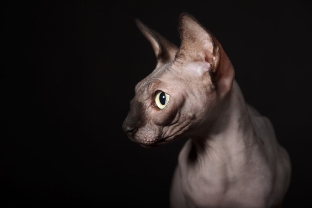 Sphynx cat - Foto, Imagem