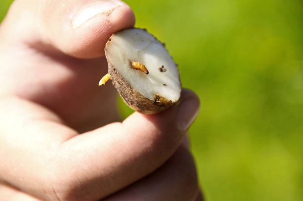 Провідний черв'як це личинка жука, який клацає на картоплі крупним планом
 - Фото, зображення