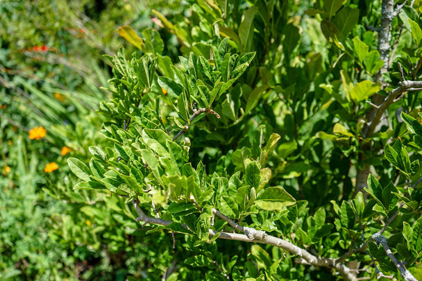 Πράσινο φυτό φύλλα Magnolia stellata επίσης γνωστή ως μανόλια Στελλάτα το καλοκαίρι - Φωτογραφία, εικόνα