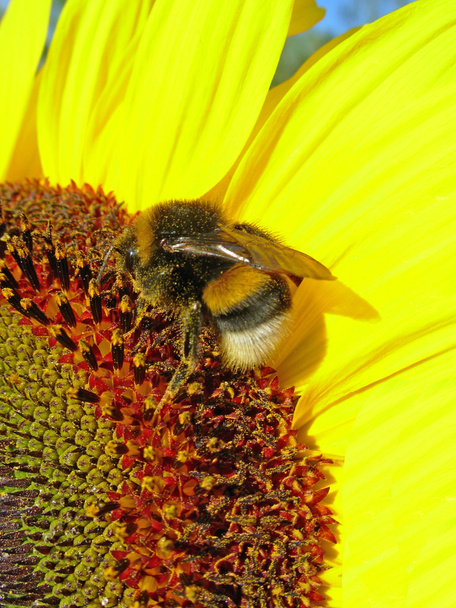 大黄蜂在工作μέλισσα κατά την εργασία - Φωτογραφία, εικόνα