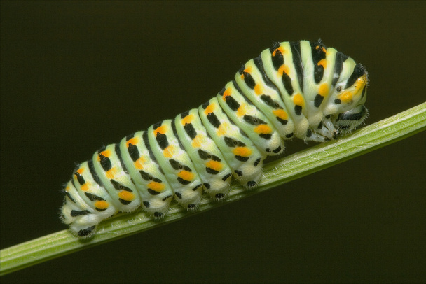 wild caterpillar - Photo, Image