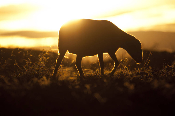 sheep eating at sunset, backlight - Photo, Image