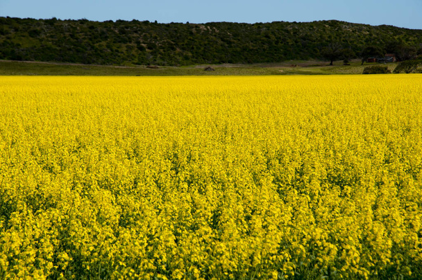 Rapeseed Field in the Mid West - Western Australia - Photo, Image