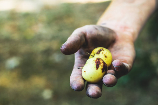 Ręka trzyma jabłko zdjęcie. Rolnik, chroniąc jego produktu. Zbieranie owoców rolnik ręcznie. Zbliżenie dłoni i świeżego jabłka. Zbierania żniwa - Zdjęcie, obraz
