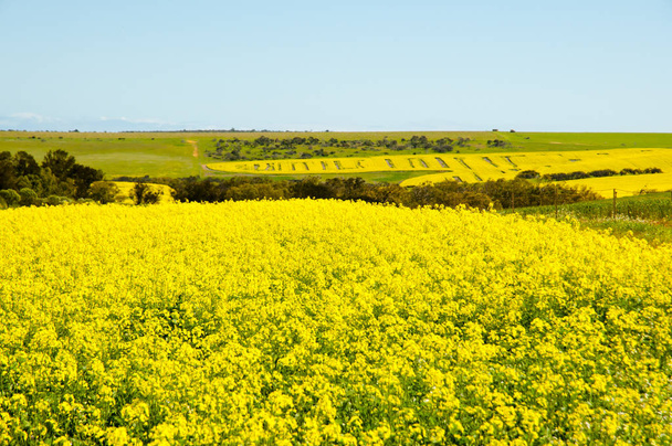 Рапсовое поле на Среднем Западе - Западная Австралия
 - Фото, изображение