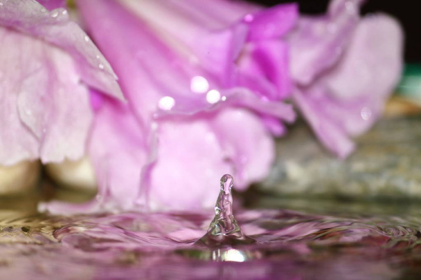 piękny świeże kropla wody w świeże charakter na tle - Zdjęcie, obraz