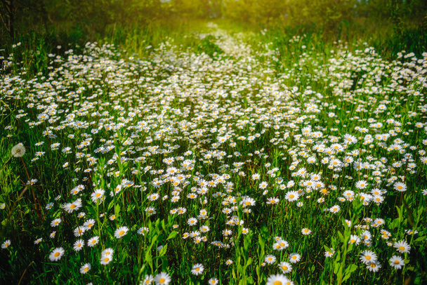 Rumianek. Zielona trawa i spirala w naturze - Zdjęcie, obraz