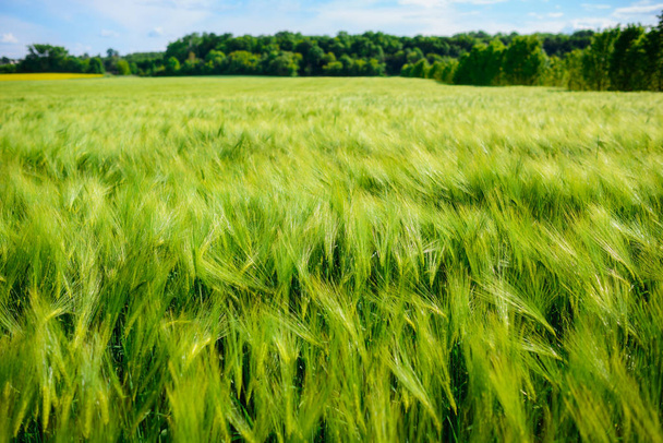 素晴らしい夏の日、初夏の麦畑の風景 - 写真・画像