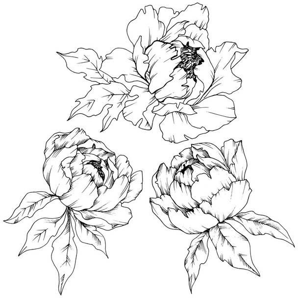 Wildflower peony in a vector style isolated. Full name of the plant: peony. Vector flower for background, texture, wrapper pattern, frame or border. - Διάνυσμα, εικόνα