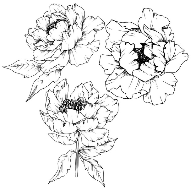 Wildflower peony in a vector style isolated. Full name of the plant: peony. Vector flower for background, texture, wrapper pattern, frame or border. - Διάνυσμα, εικόνα