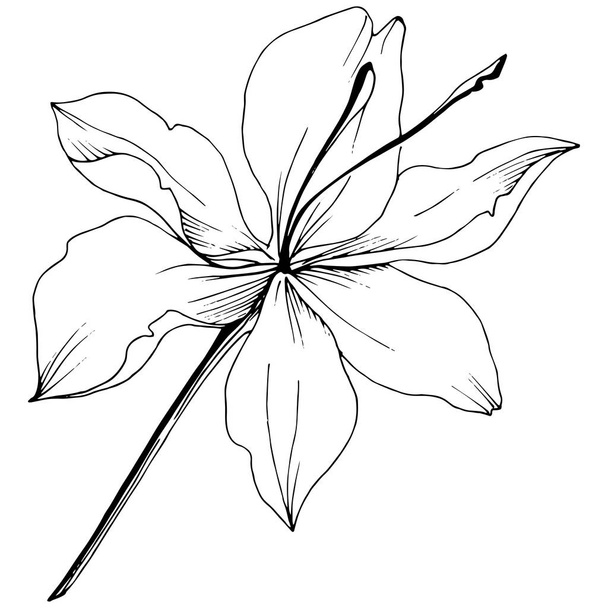 Wildflower lilie ve stylu vektor, samostatný. - Vektor, obrázek