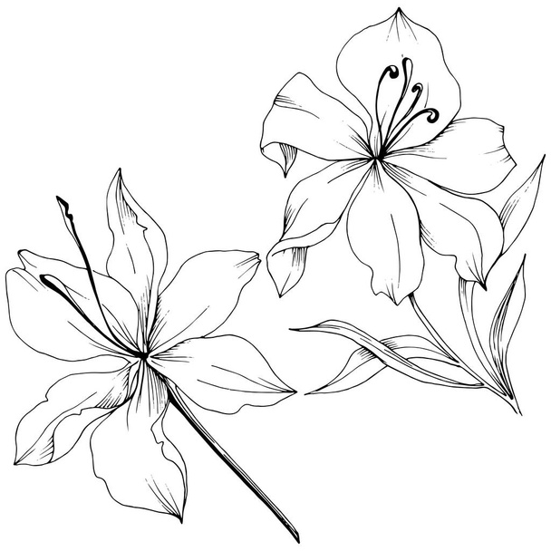 Ένα στυλ διάνυσμα απομονωμένη wildflower κρίνοι. - Διάνυσμα, εικόνα