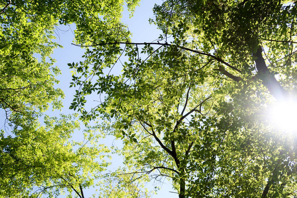 Baumzweige im Blick von unten in den Himmel - Foto, Bild
