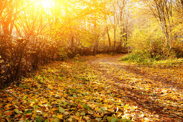 landscape of bright sunny autumn forest with orange trees and foliage and trail. - Foto, Imagem