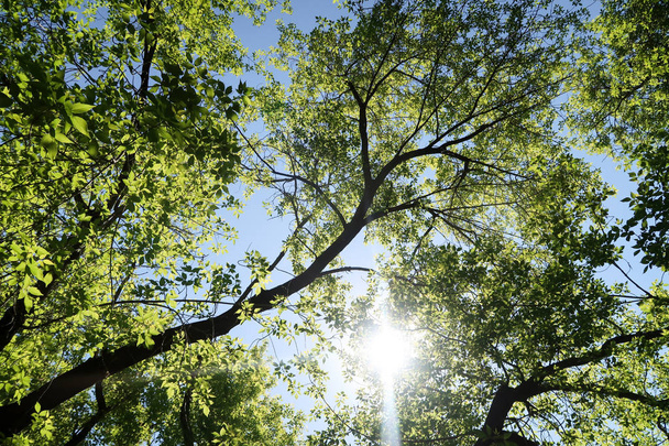 Větve stromů v pohledu ze spodu do nebe - Fotografie, Obrázek
