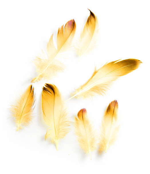 pluma de pájaro sobre fondo blanco - Foto, Imagen