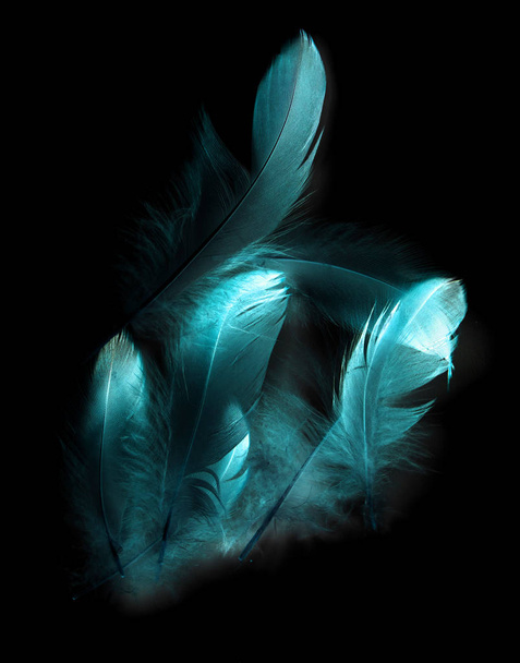 bird feather on black background - Photo, Image