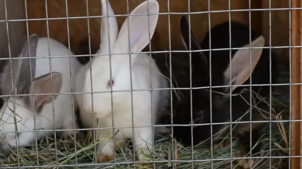 białego królika w klatce - Materiał filmowy, wideo