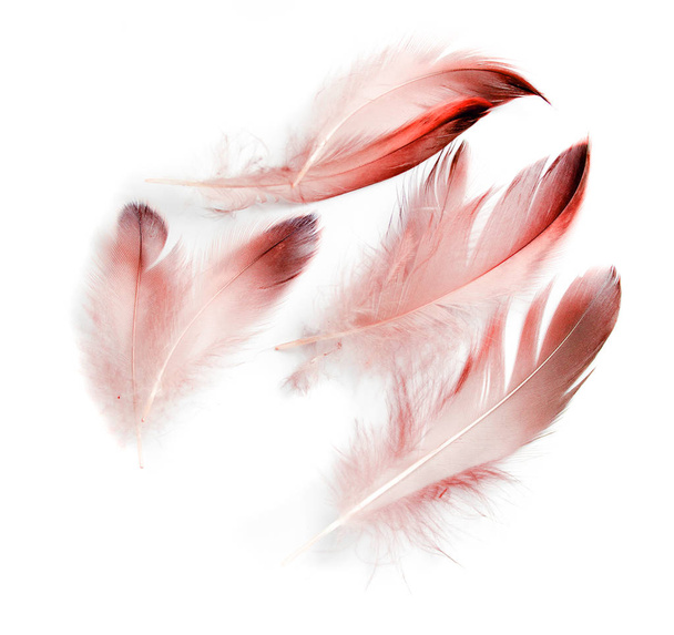 penas de pássaro no fundo branco - Foto, Imagem