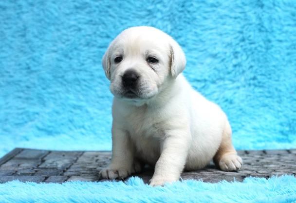 un piccolo cucciolo labrador giallo seduto su sfondo blu - Foto, immagini