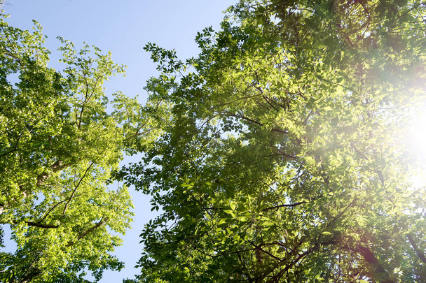 Ramos de árvores na vista de baixo para o céu
 - Foto, Imagem
