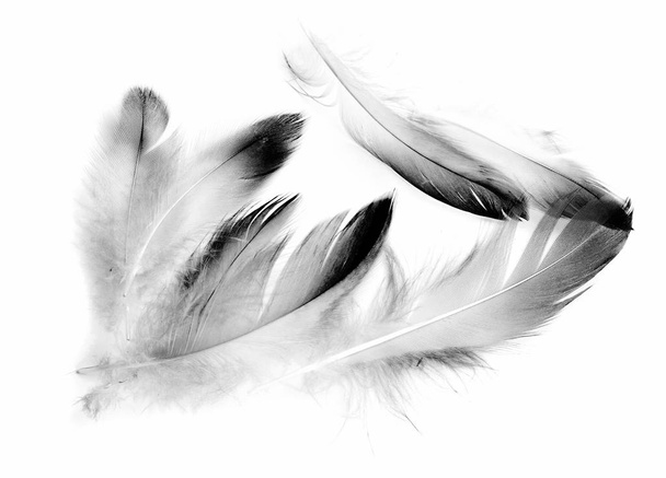 linnun sulka valkoisella pohjalla - Valokuva, kuva