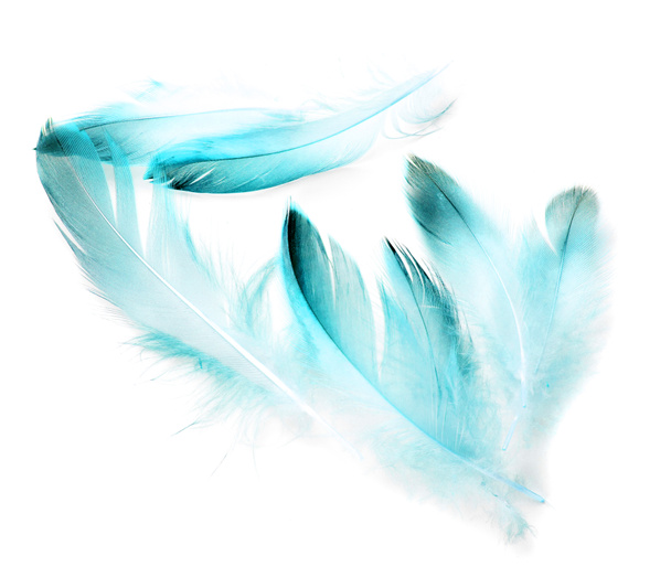 bird feather on white background - Photo, Image