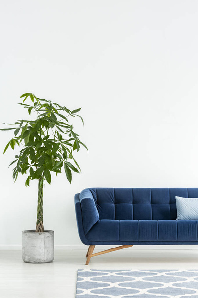 Palm next to navy blue sofa with cushion in white flat interior with carpet. Real photo - Foto, imagen
